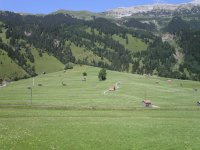 A meadow in the Alps