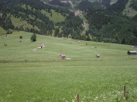 A meadow in the Alps