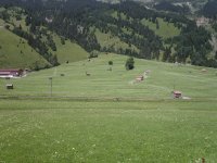 A meadow in the Alps