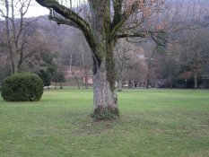 Grass in Heidelberg