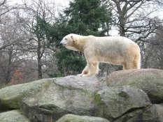 A polar bear