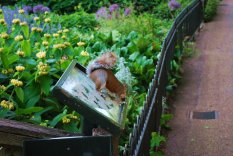 Squirrel in St. James's Park