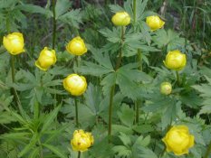 Globeflowers near Svappavaara