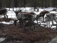 Reindeer outside Jokkmokk