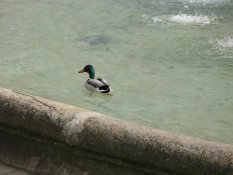 A duck in the centre of Stuttgart