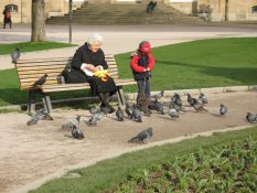 Pigeons in the centre of Stuttgart